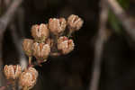 Mountain fetterbush